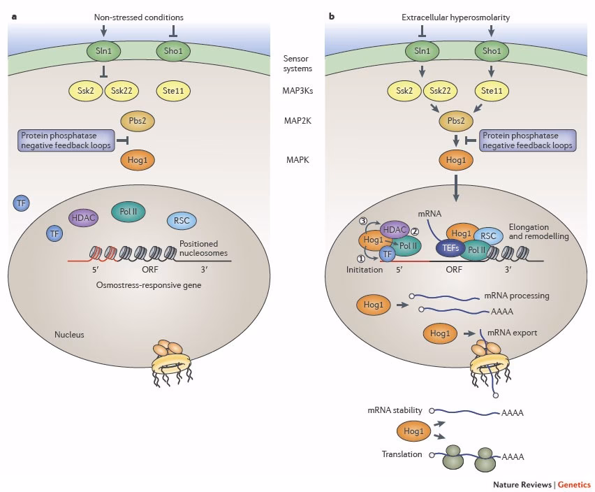 Does nitrosative stress affect transcription factor ATF1 and sty1 in S pombe?