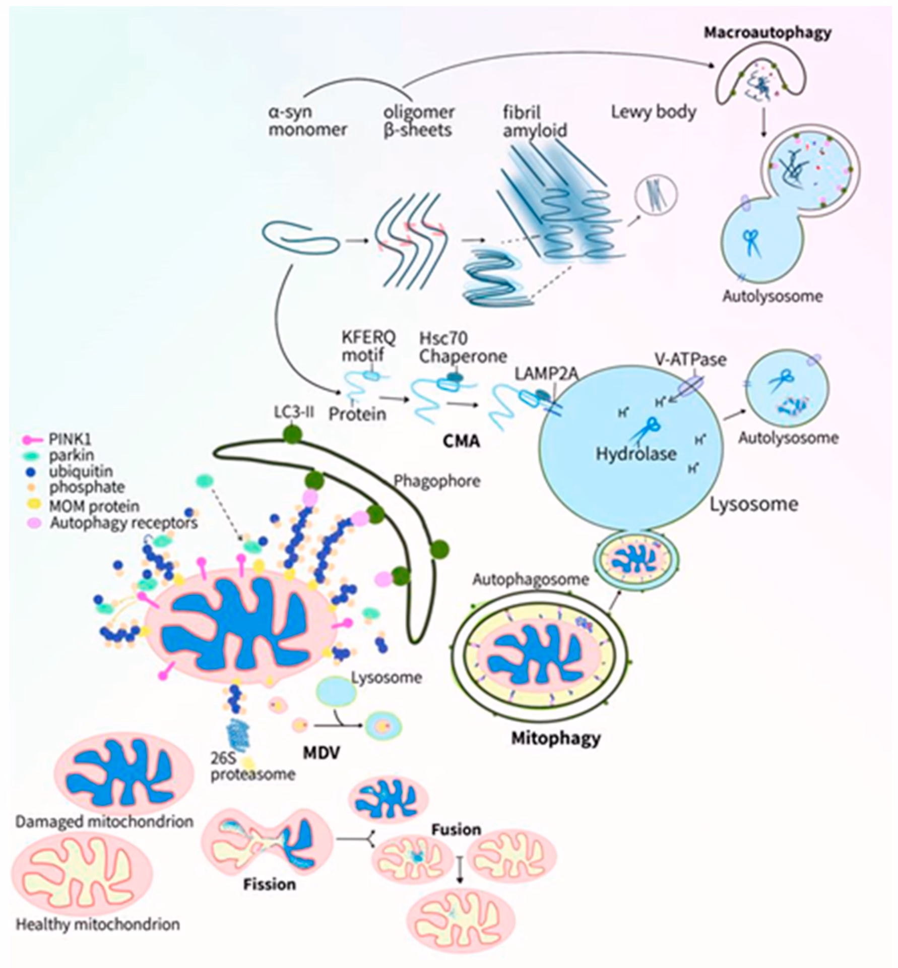 Does alpha-synuclein affect mitochondrial function?