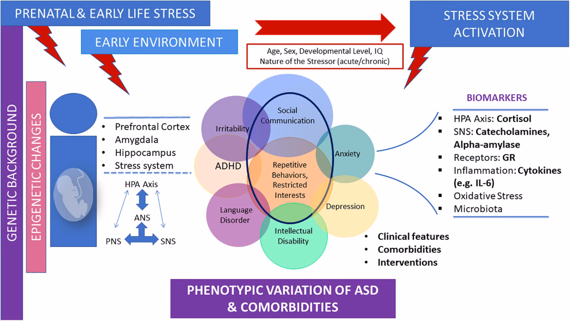 Why do people with autism have high cortisol levels?