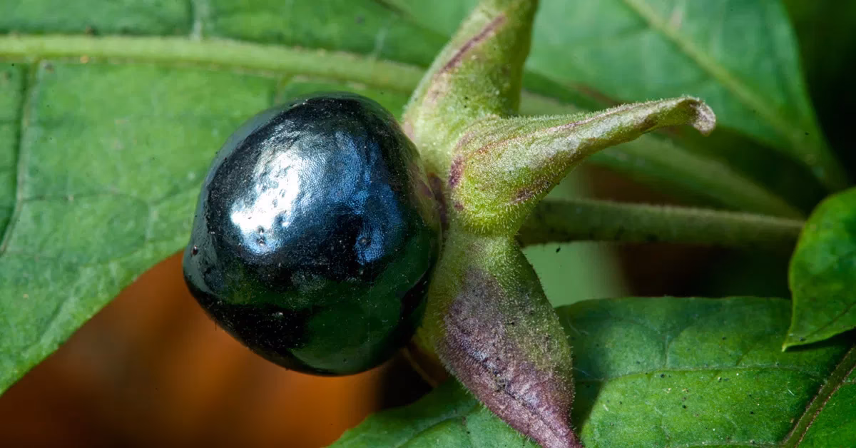 What are the benefits of belladonna?