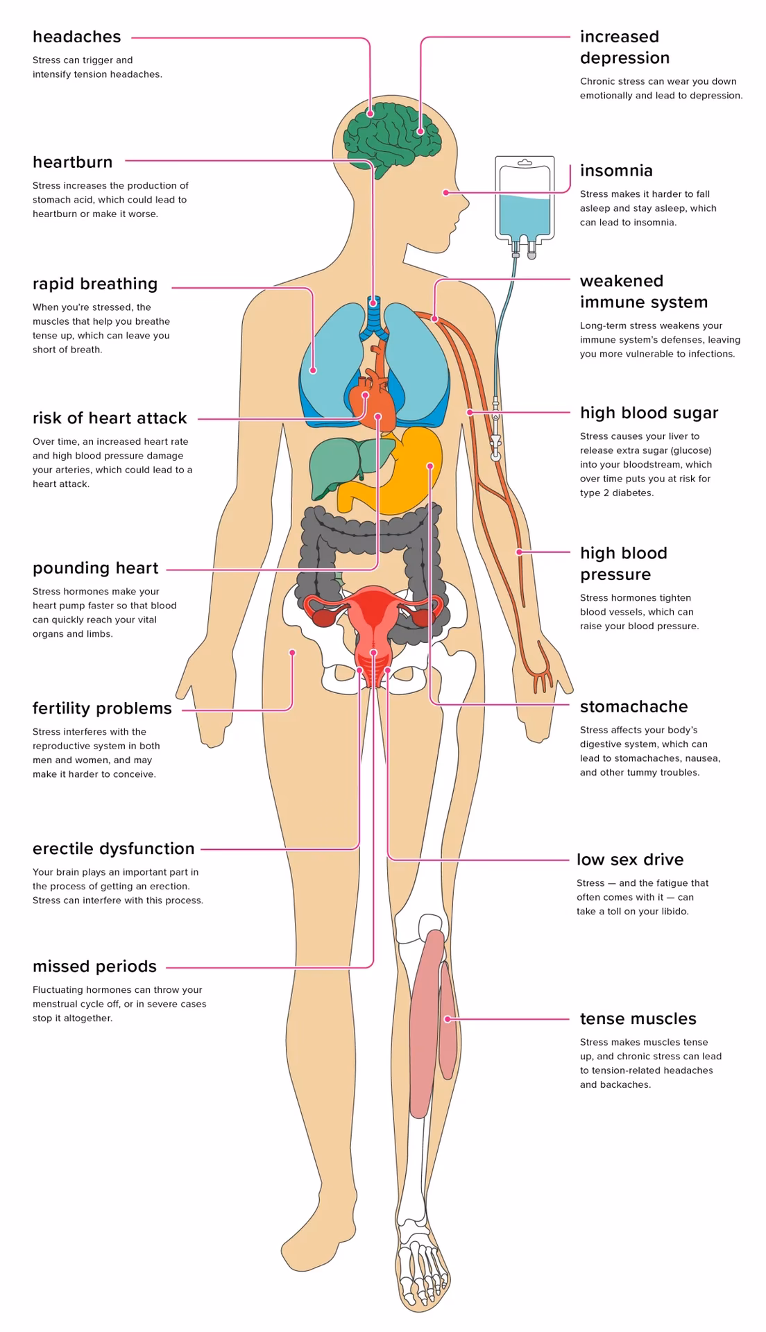 How does stress affect the body?