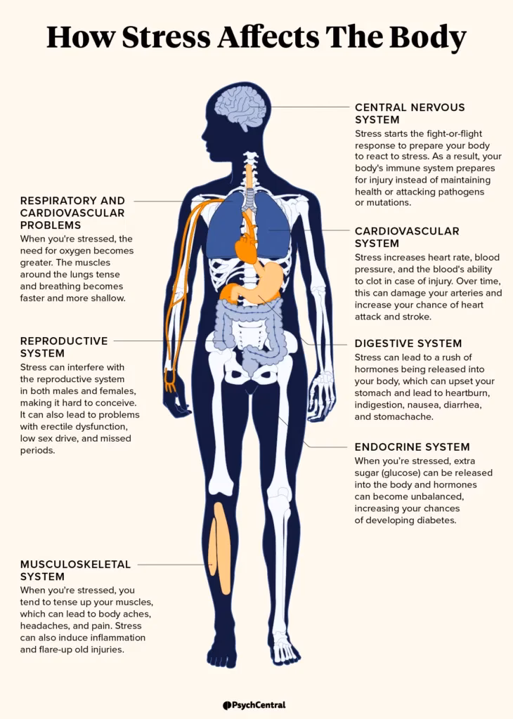 How does stress affect the body?