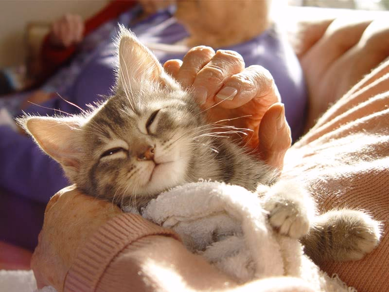 How do Therapy cats help people with mental health problems?