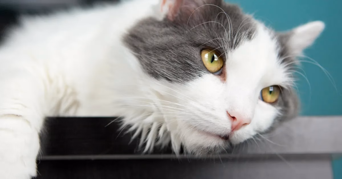 Are cats depressed?