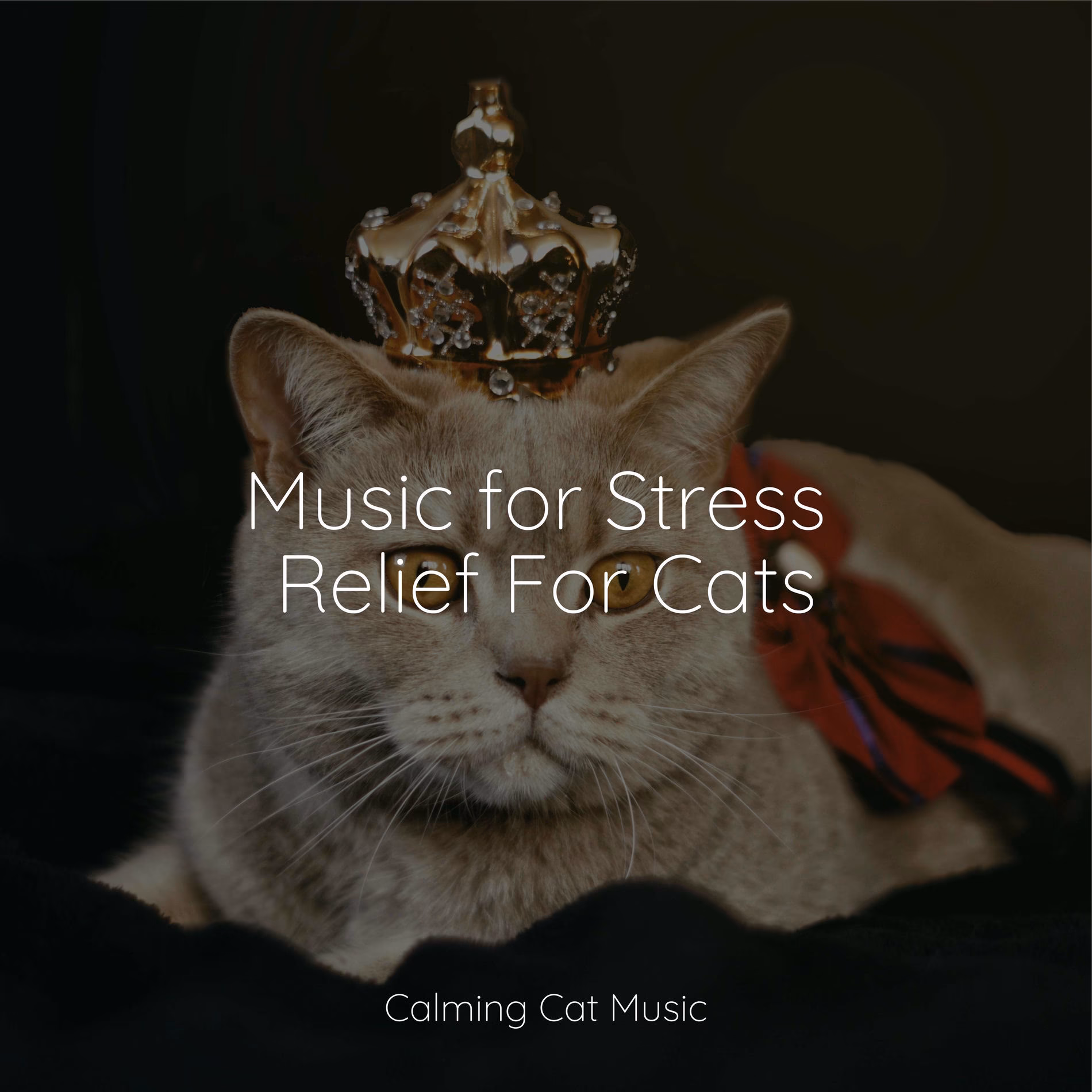 Can music help de-stress a cat?