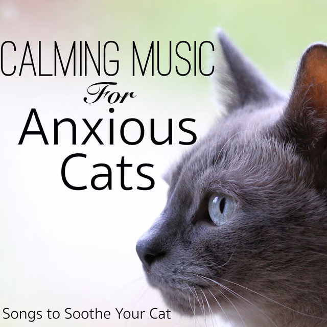 What is the best cat stress relief solution?