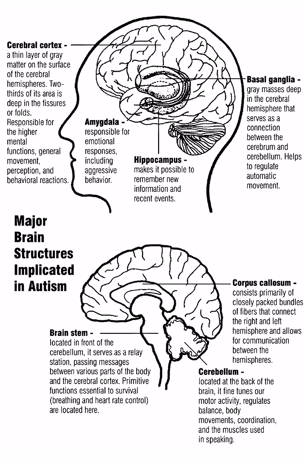 What are early signs of autism in toddlers & preschoolers?