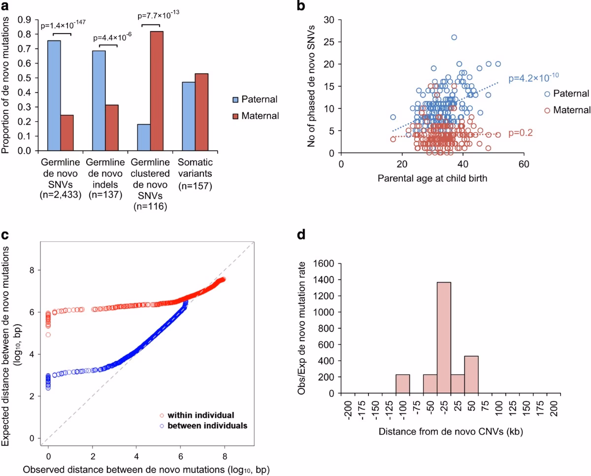 Are de novo mutations inherited?