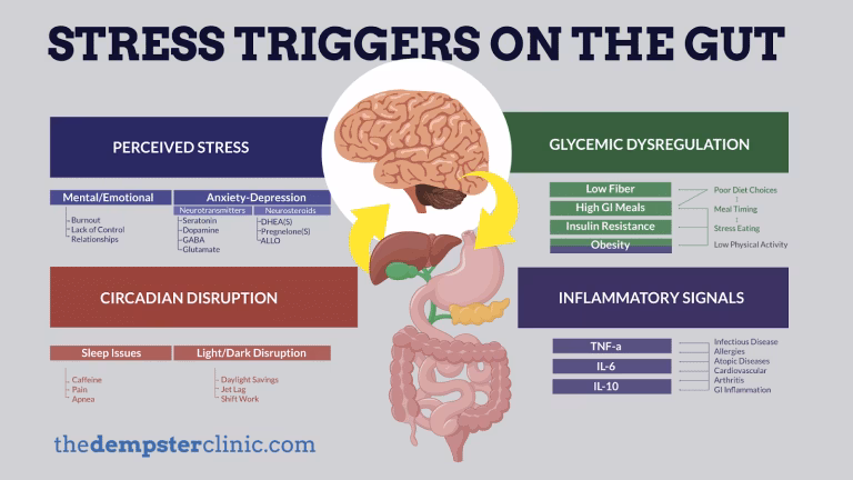 How does stress affect your gut health?