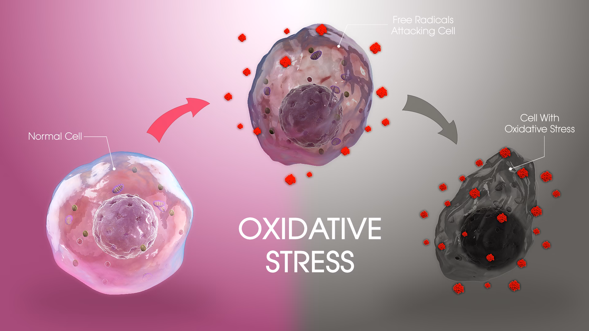 Why is oxidative stress important?