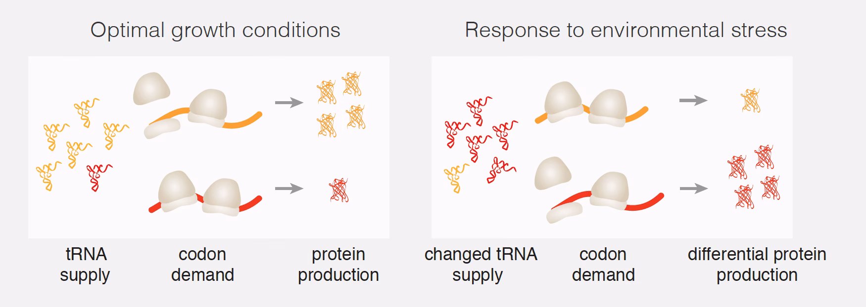 How do genes respond to stress?