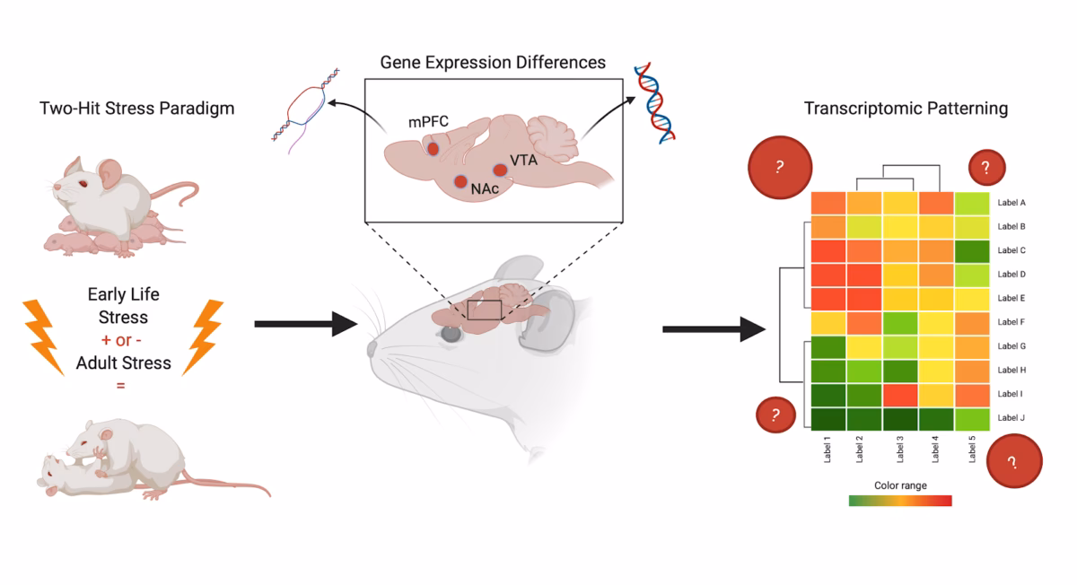 Does cellular stress affect translational control of gene expression?