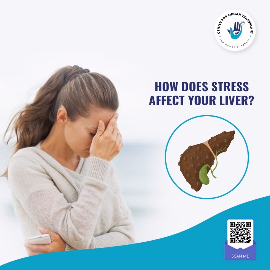 Does stress affect hepatic fibrosis?