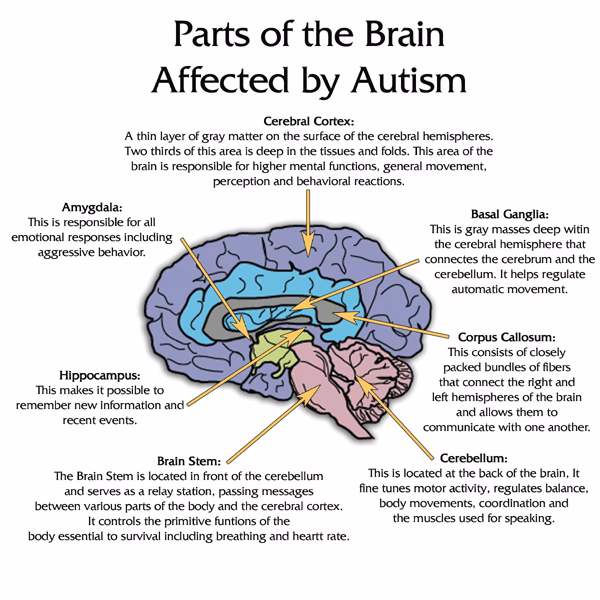 Is autism genetic?