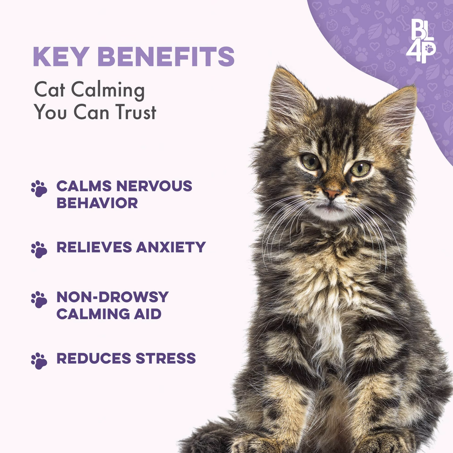 How can I Help my Cat cope with stress & anxiety?