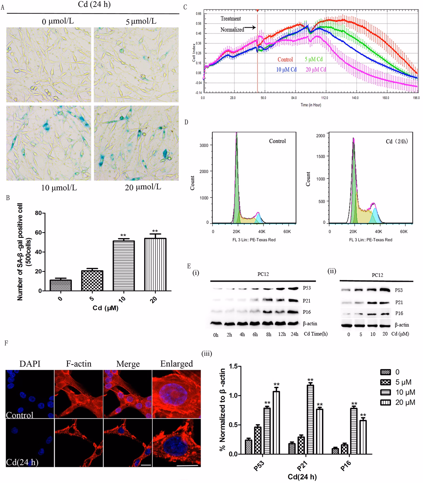 Does cadmium toxicity cause cellular alternations and cardiac toxicity?