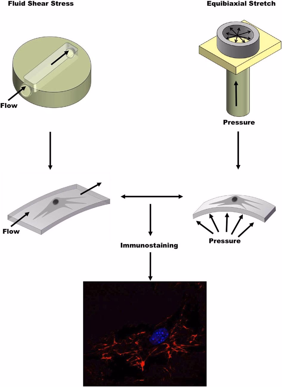 Can fluid-induced shear improve cartilage mechanical properties in vitro?