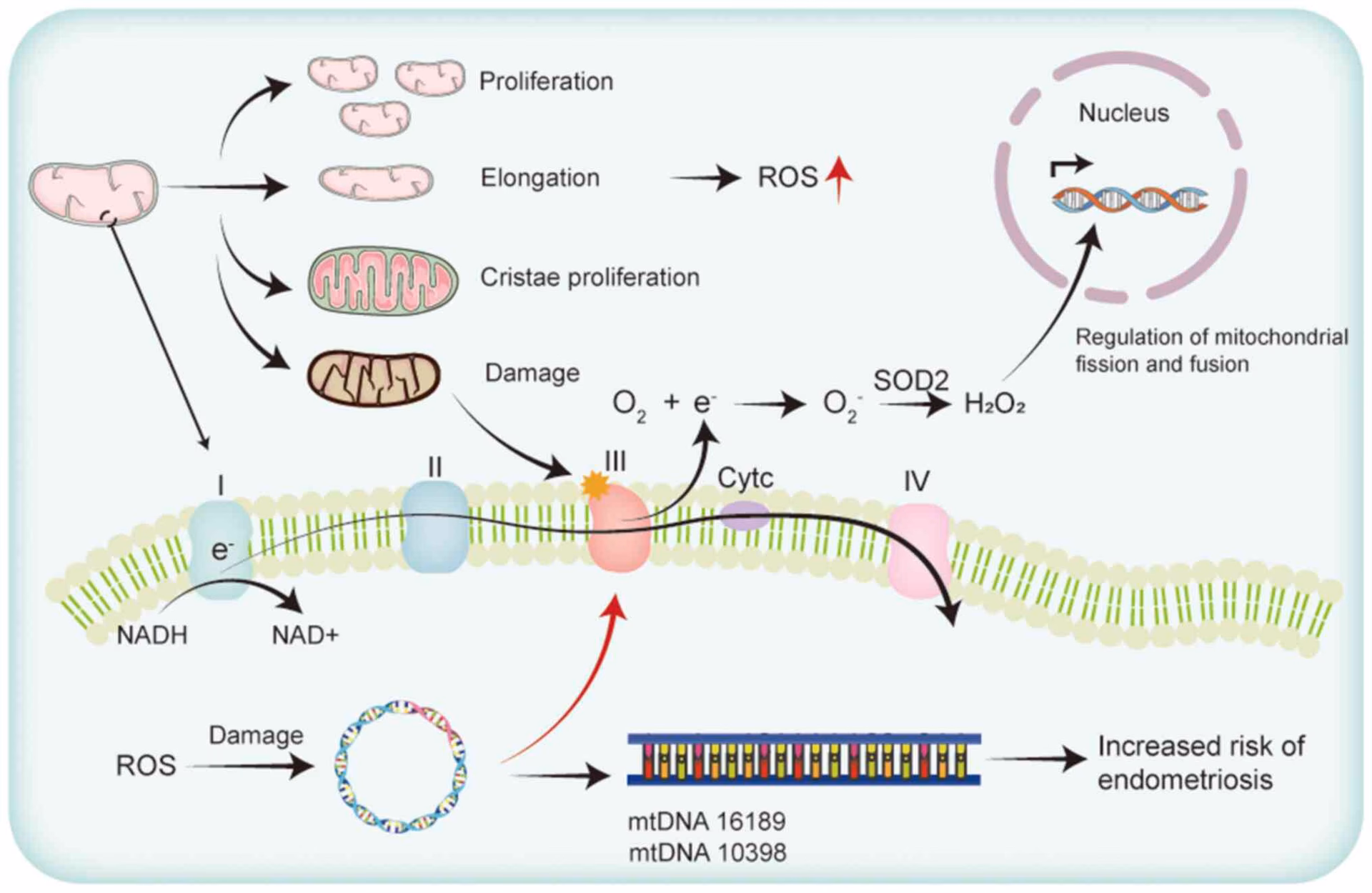 Does endometriosis have a unique mitochondrial energy production and metabolism?