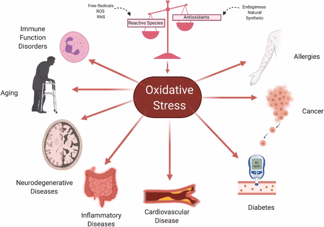 What are the effects of oxidative stress & free radicals?