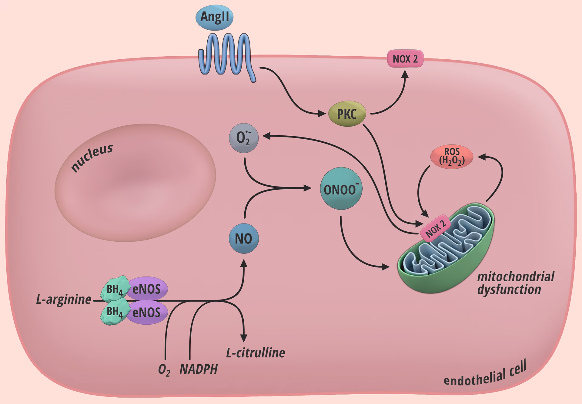 Does oxidative stress affect endothelium-dependent vasodilation?