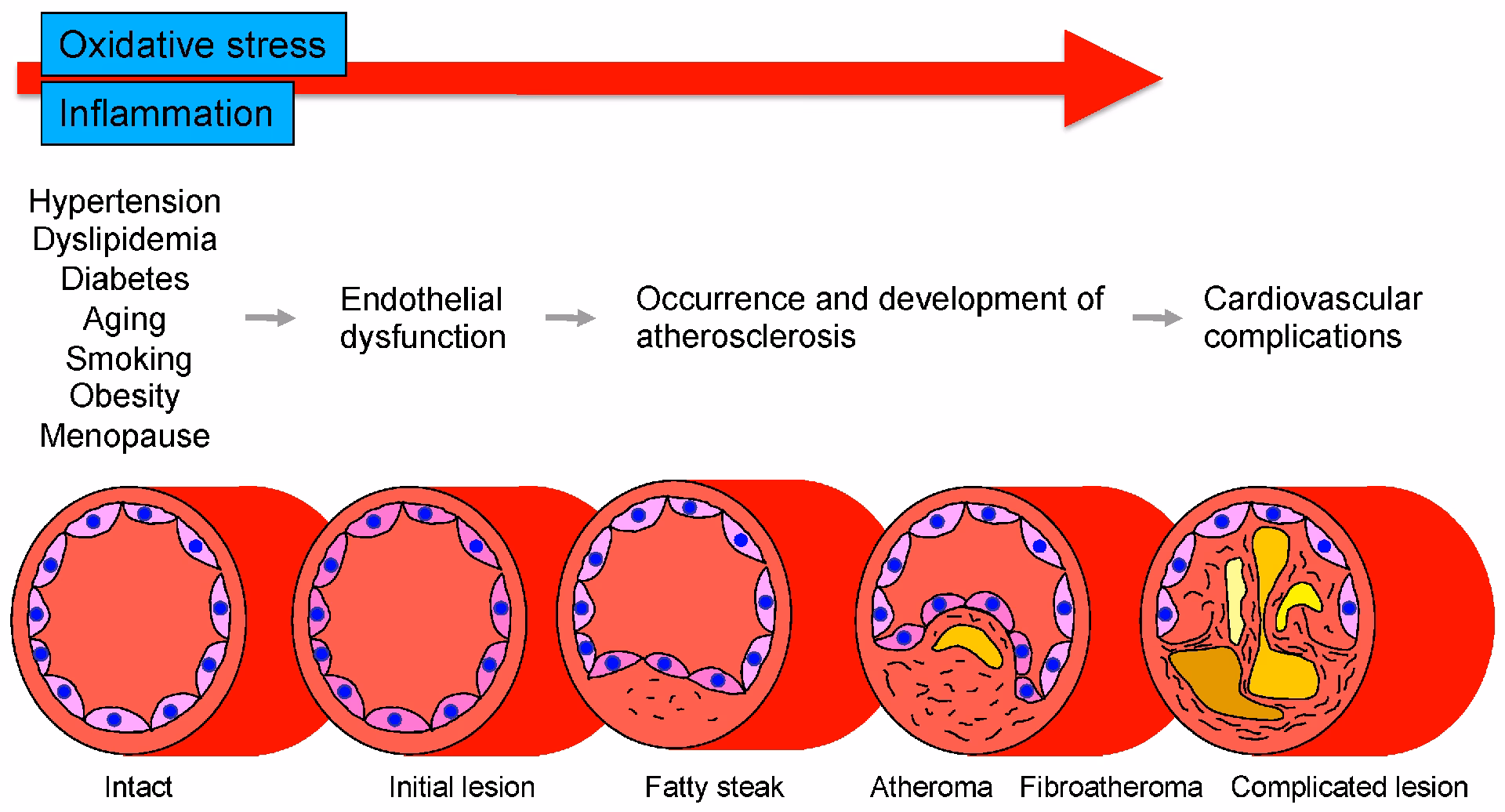 Are oxidative stress and reactive oxygen species associated with endothelial dysfunction?