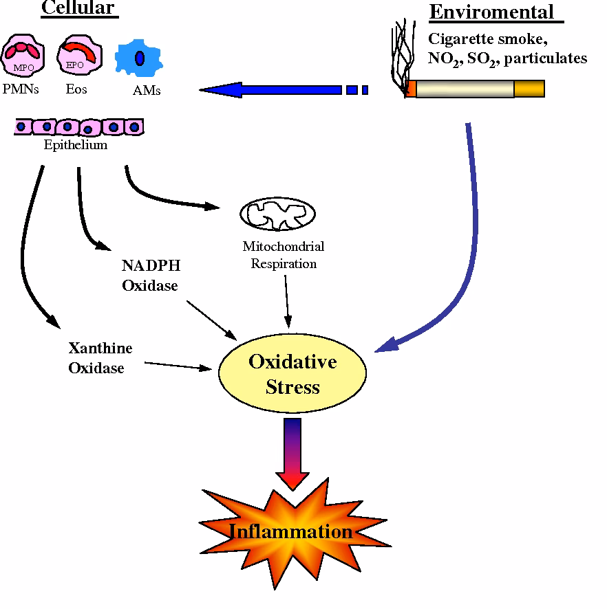 Are oxidative stress and glucocorticoid receptor levels associated with chronic obstructive pulmonary disease?