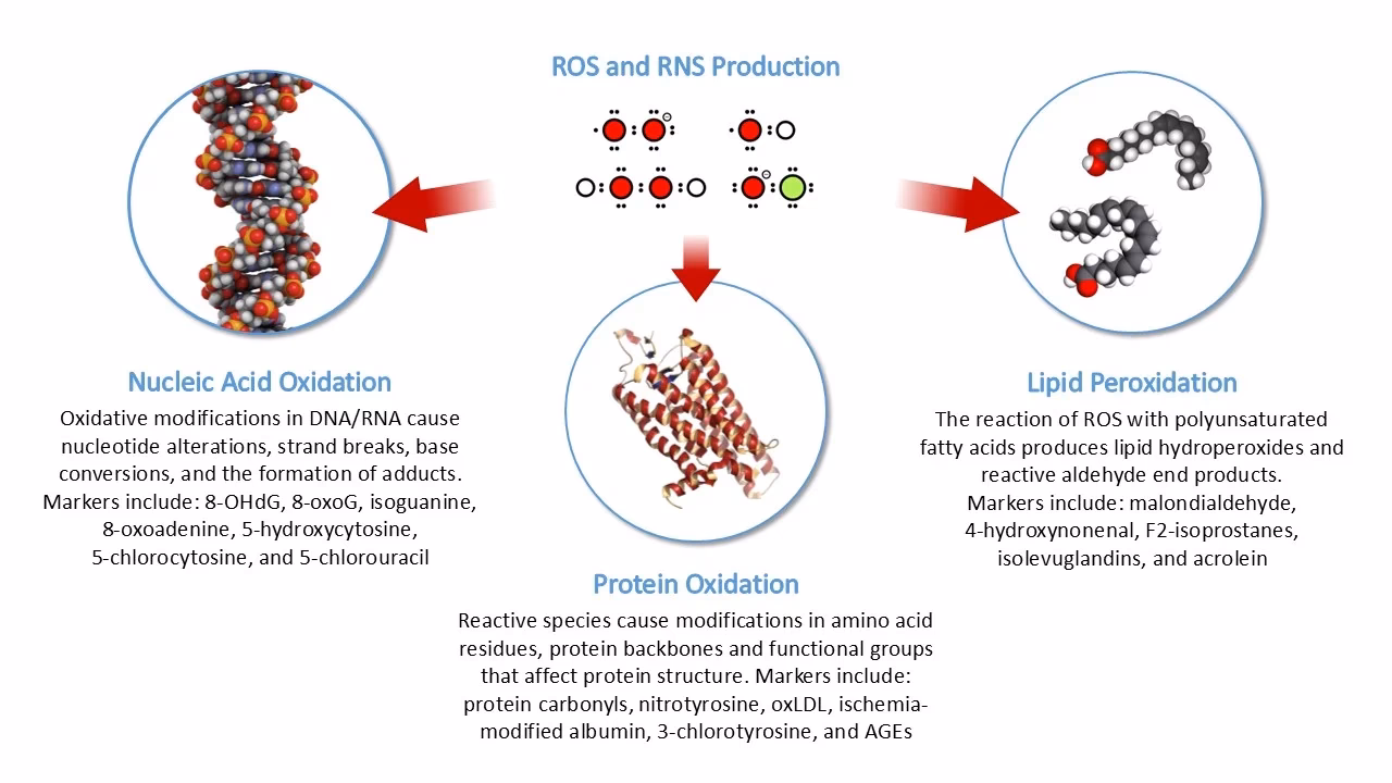 Which oxidative stress biomarkers trigger endoplasmic reticulum stress in vascular cells?