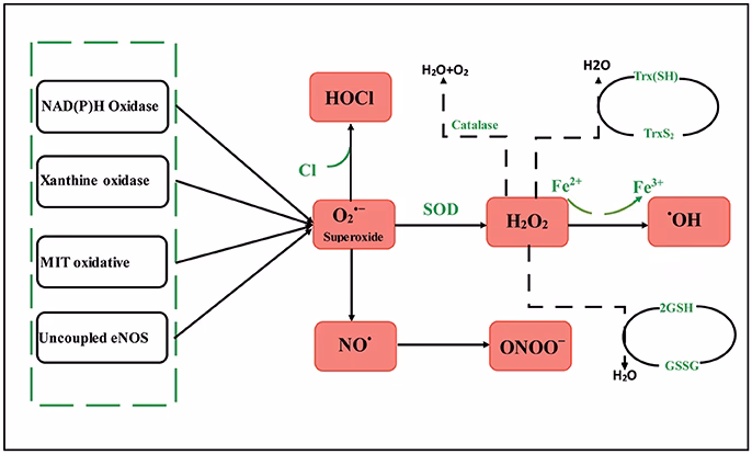 What are the pathogenic mechanisms of atherosclerosis?