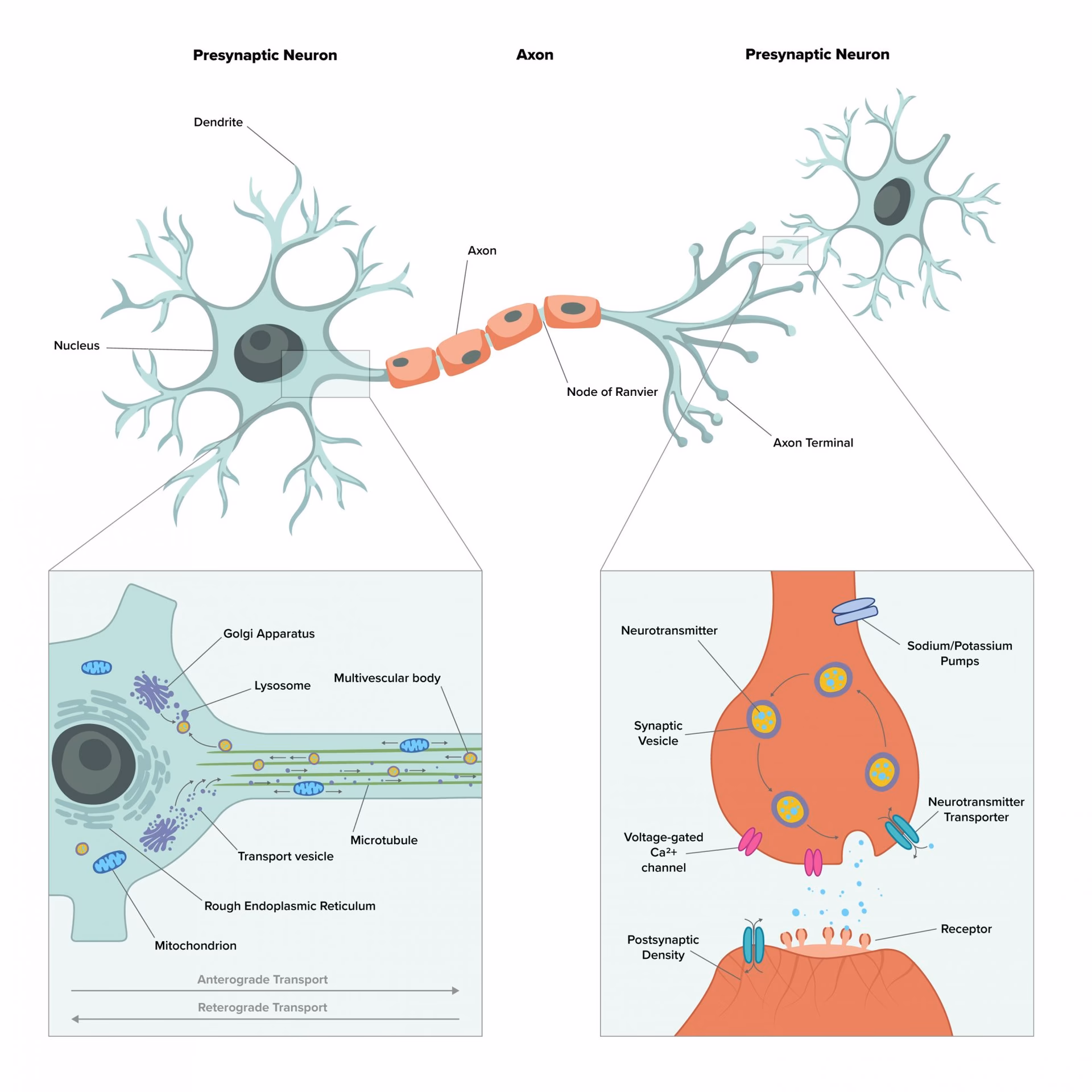 Does oxidative stress cause neurodegenerative disease?