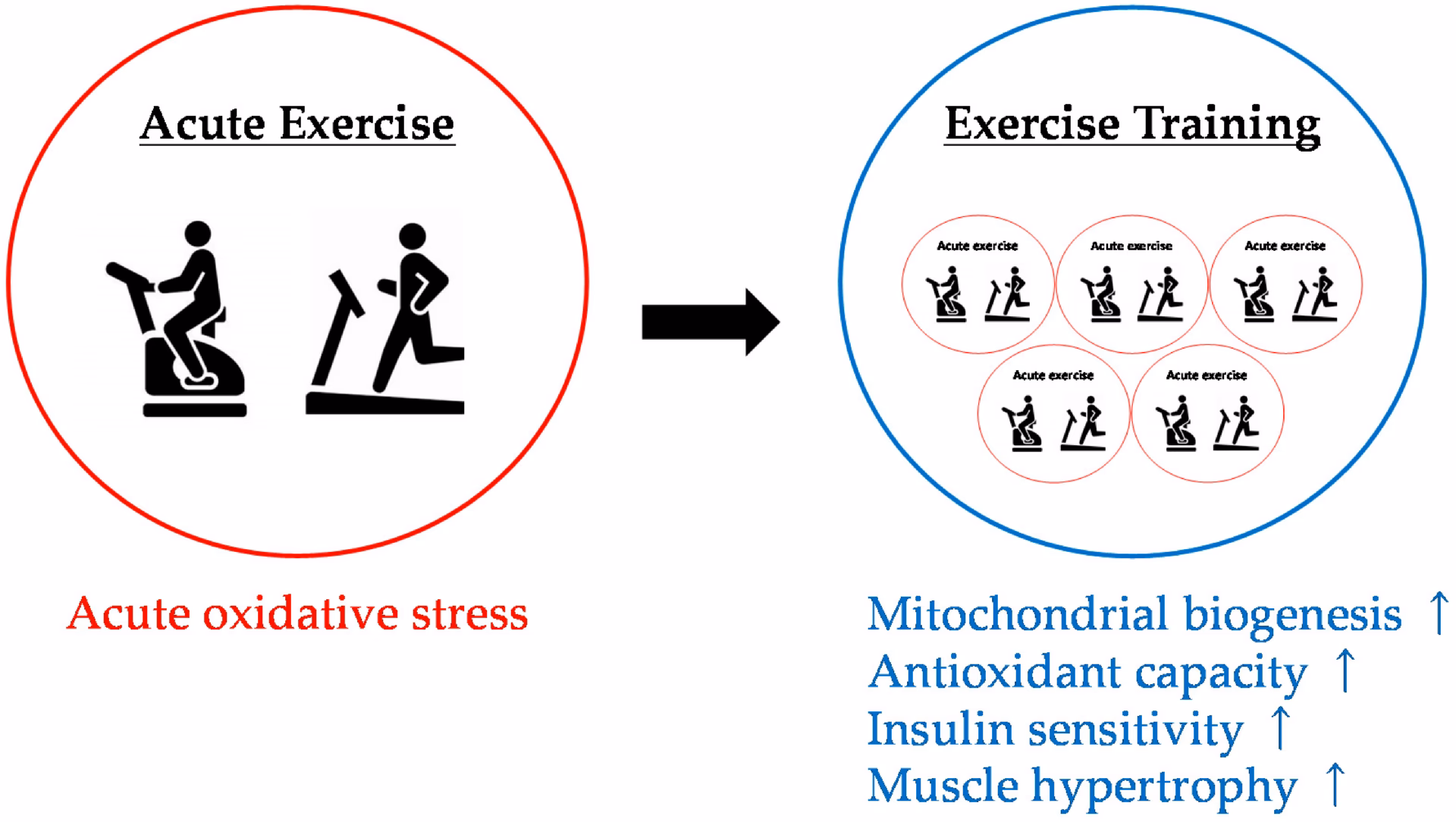 Does resistance exercise reduce oxidative stress in muscle atrophy?