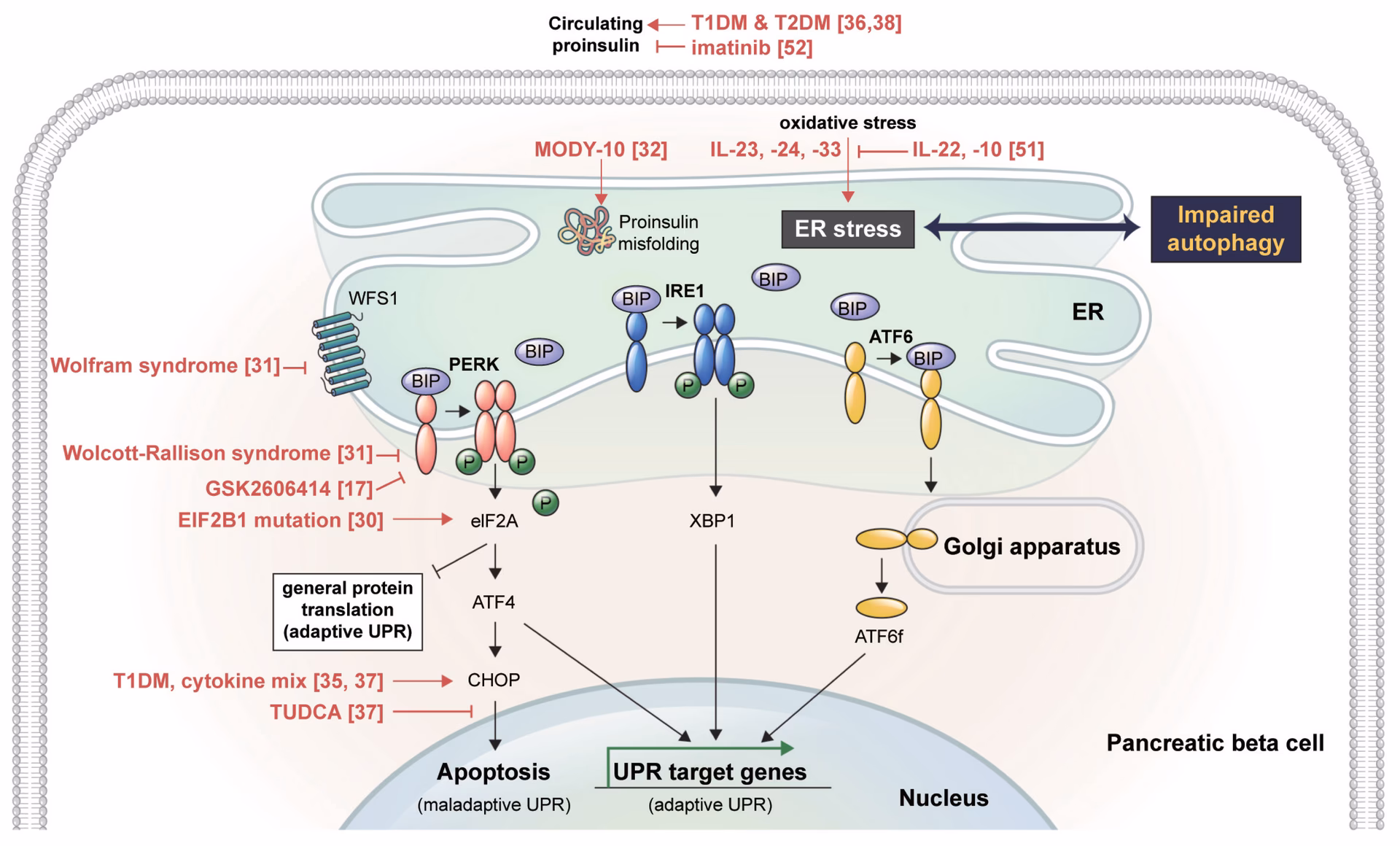How does palmitate affect ER-Ca 2+ Homeostasis in pancreatic -cells?