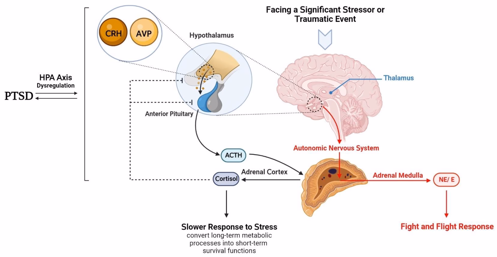 How does PTSD affect endocrine systems?