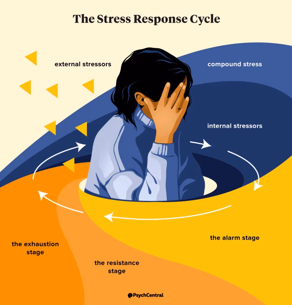 Why is a healthy stress response important?