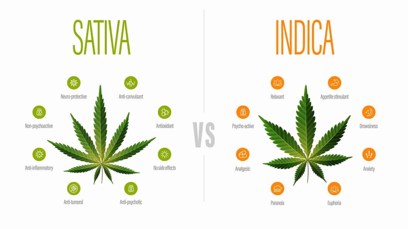 Does sativa affect the brain?