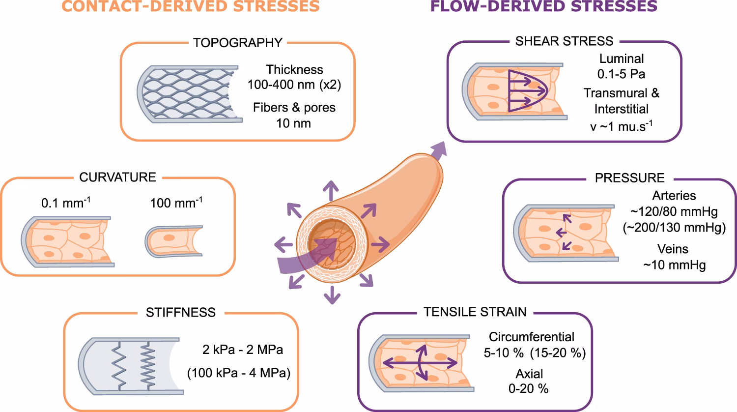 How does shear stress affect arterial thrombus formation?