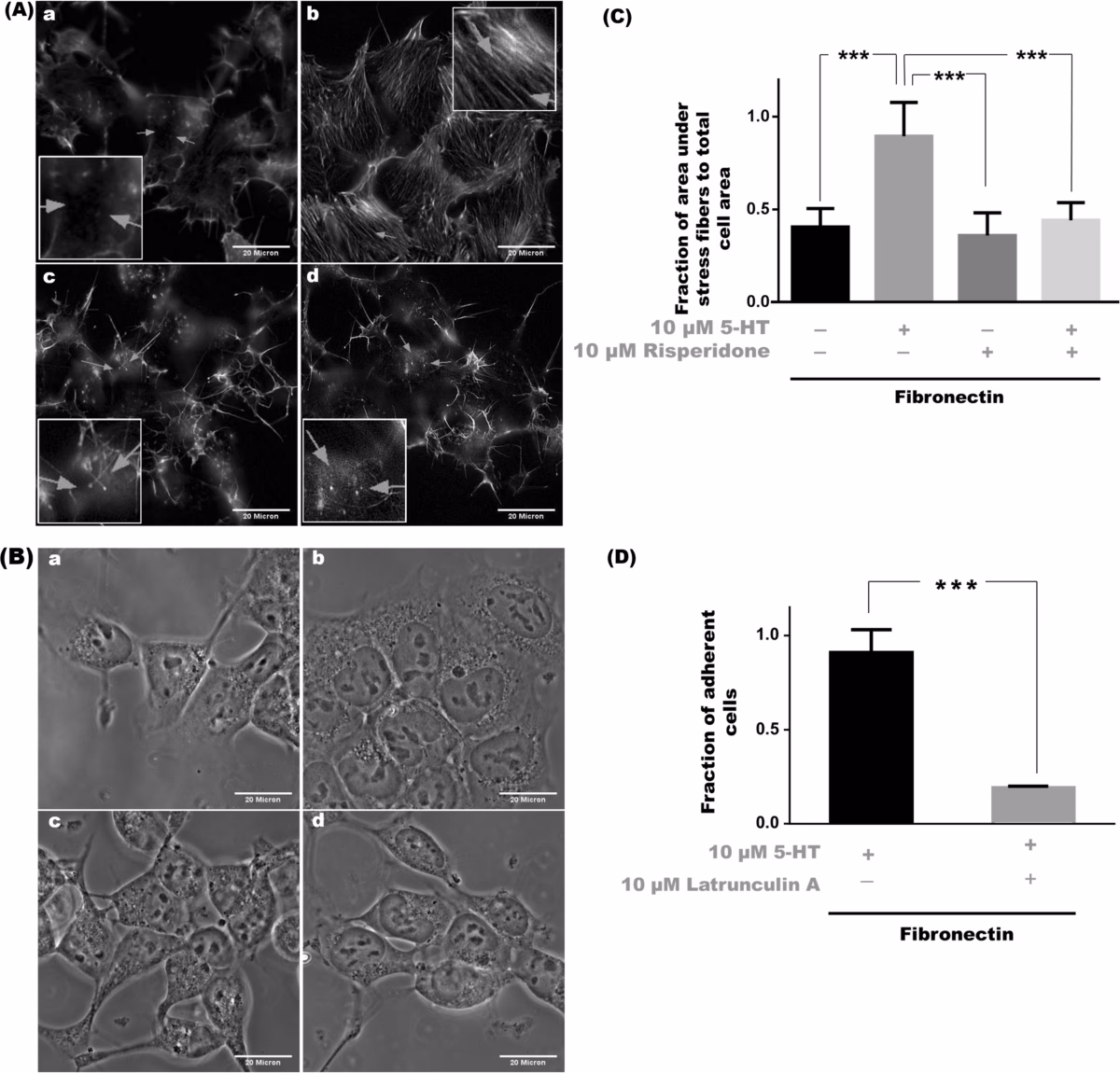 Does 5-HT1A and 5-HT2A receptor signalling affect mood?