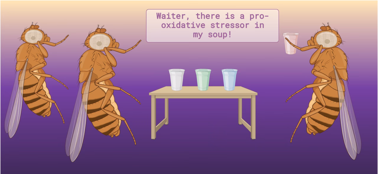 Are Drosophila lines more tolerant of heat shock?