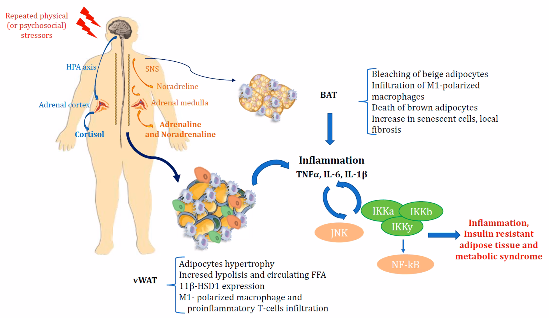 Does stress affect glucose metabolism?